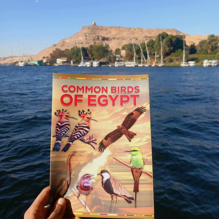 Aswan Birdwatching