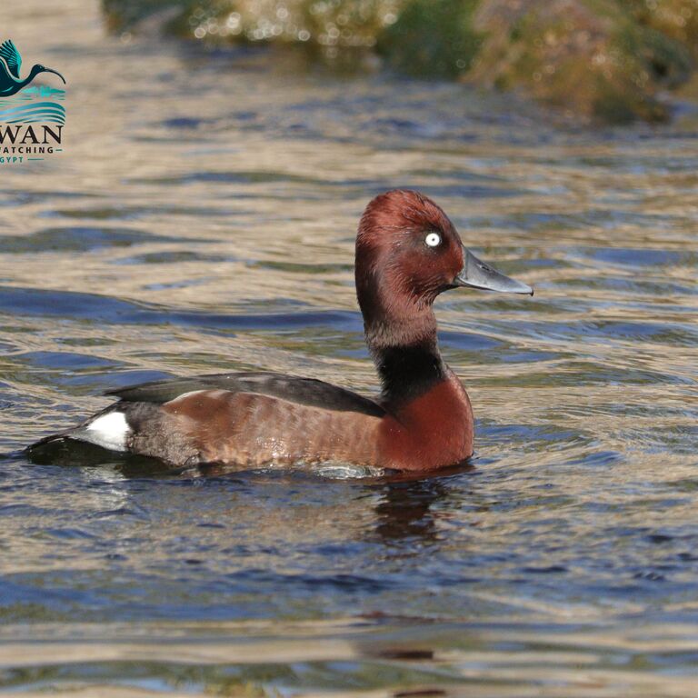 Aswan Birdwatching