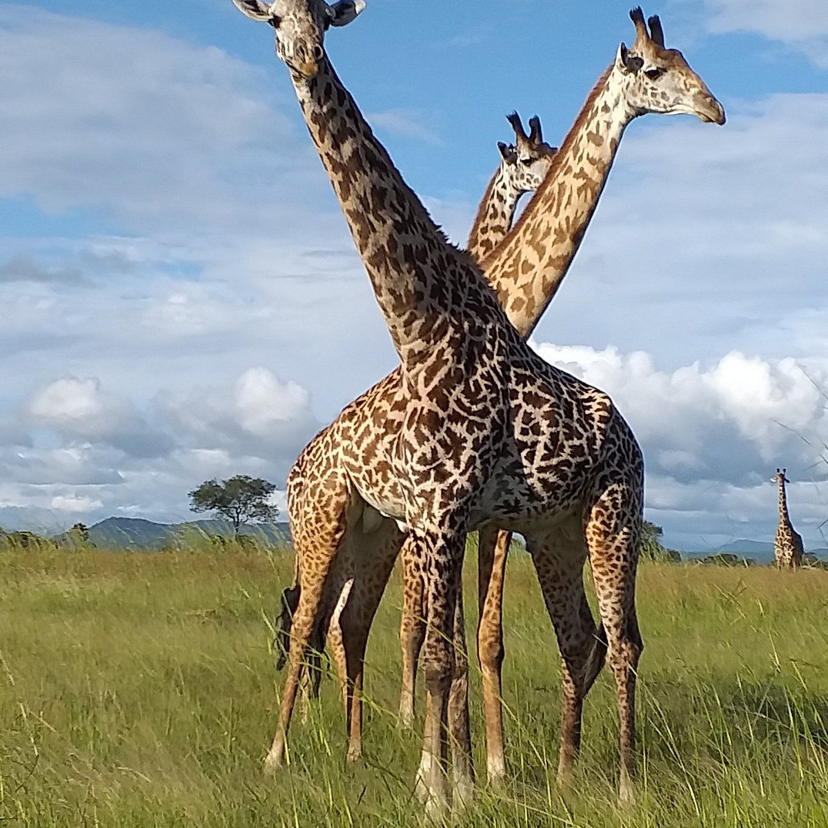 Bee Adventure Safari