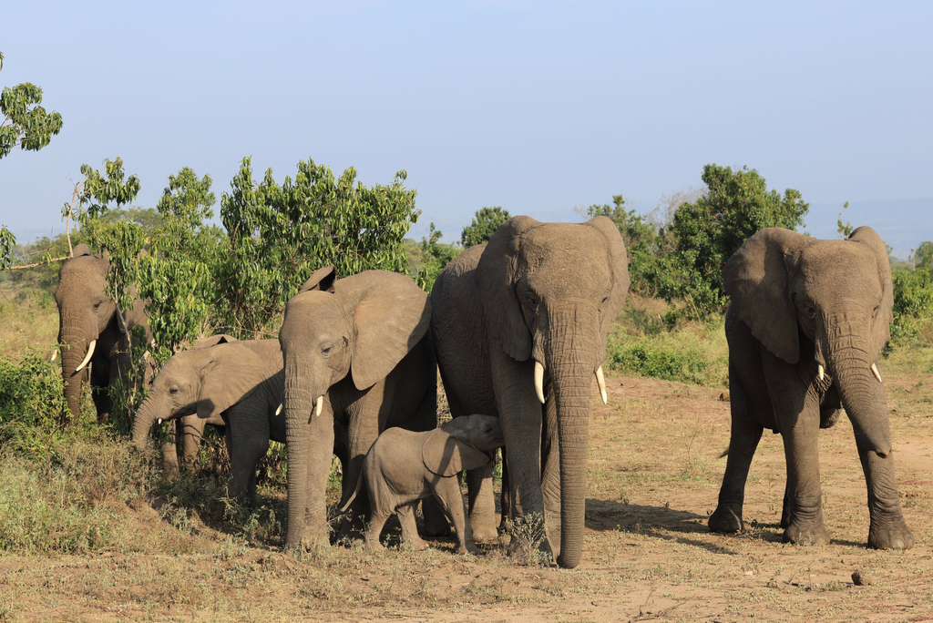 Yala Safaris Uganda