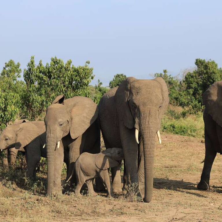 Yala Safaris Uganda