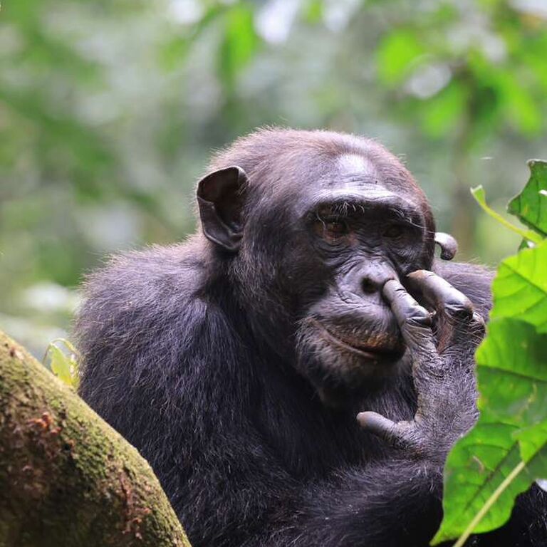 Yala Safaris Uganda