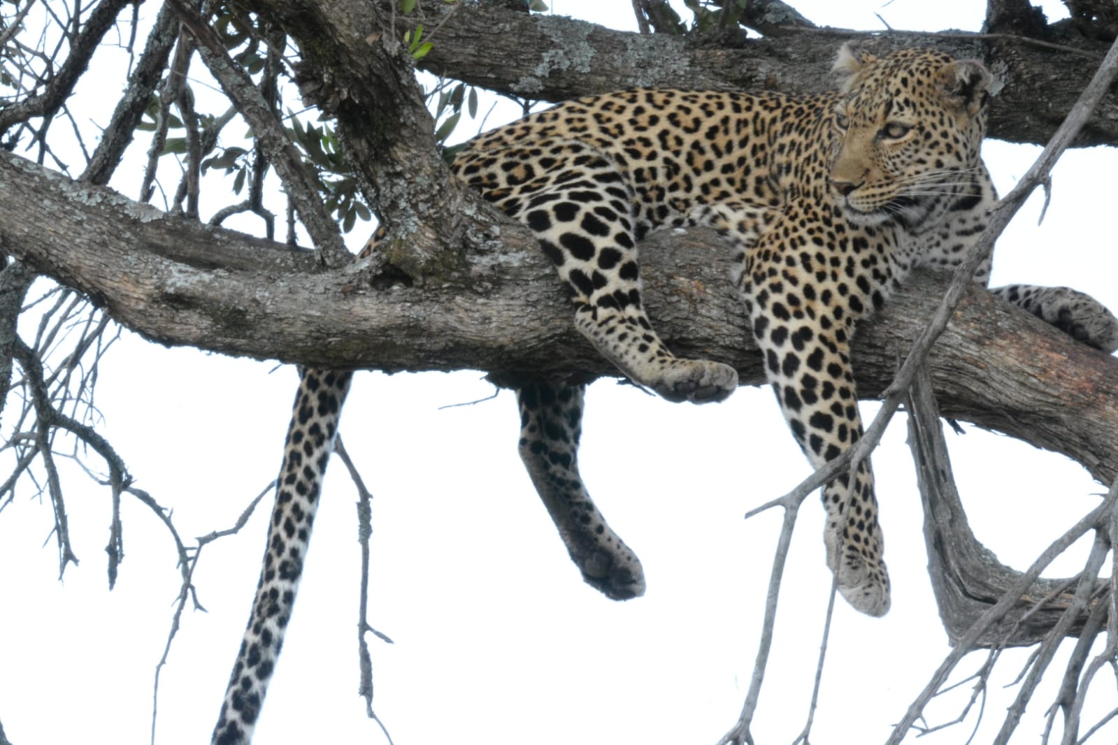 Dream World Destinations