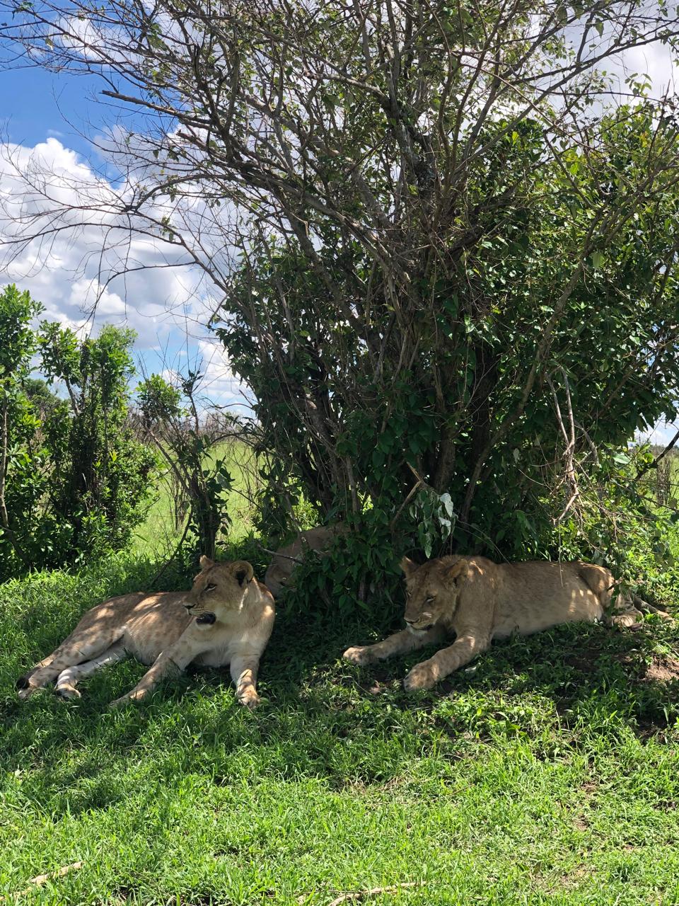 Zangada Africa Safaris