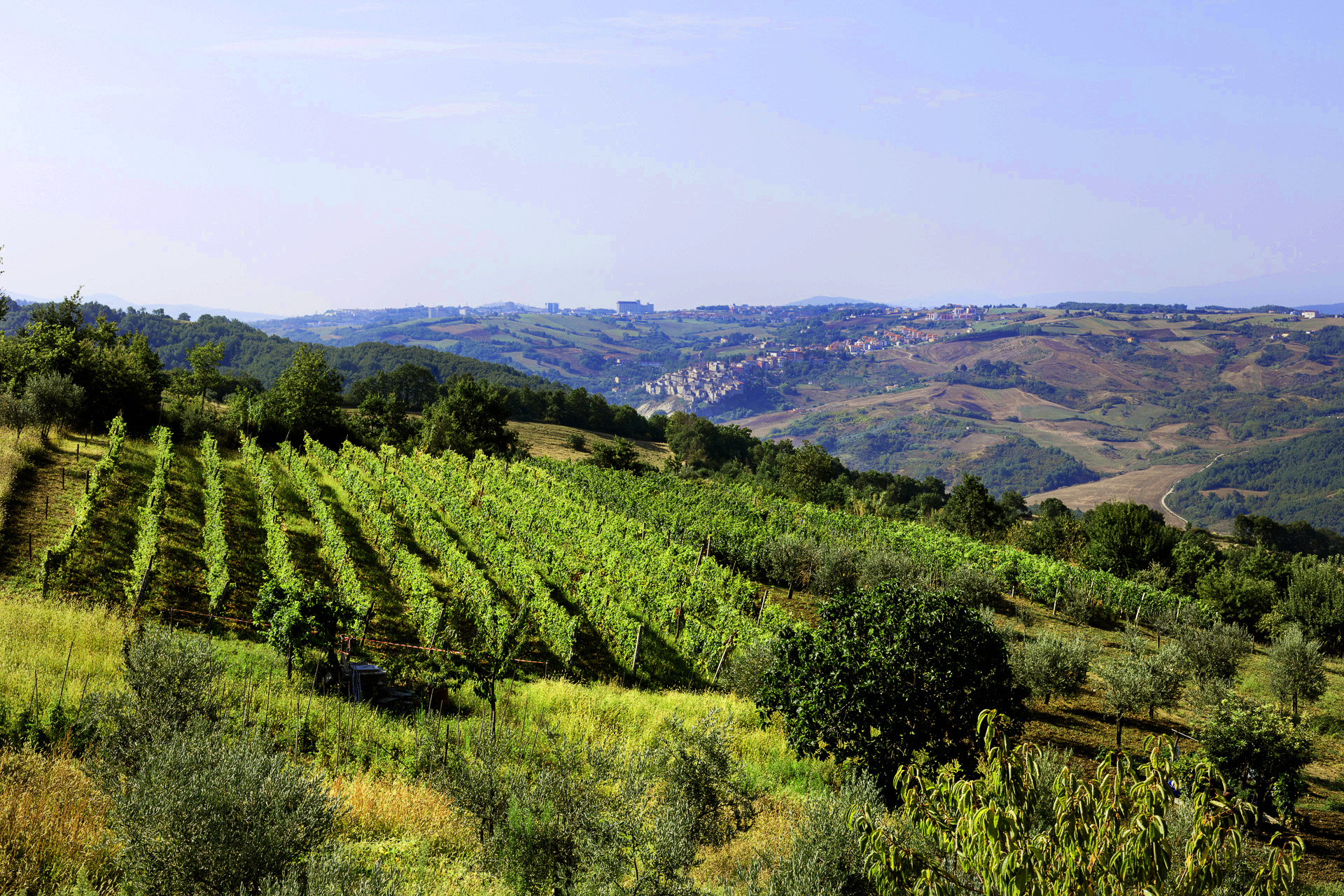 MOLISE GOLOSO