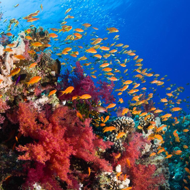 Volkert Dive Center