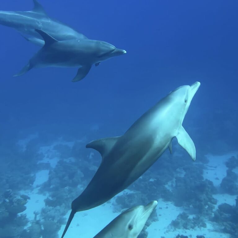 Volkert Dive Center
