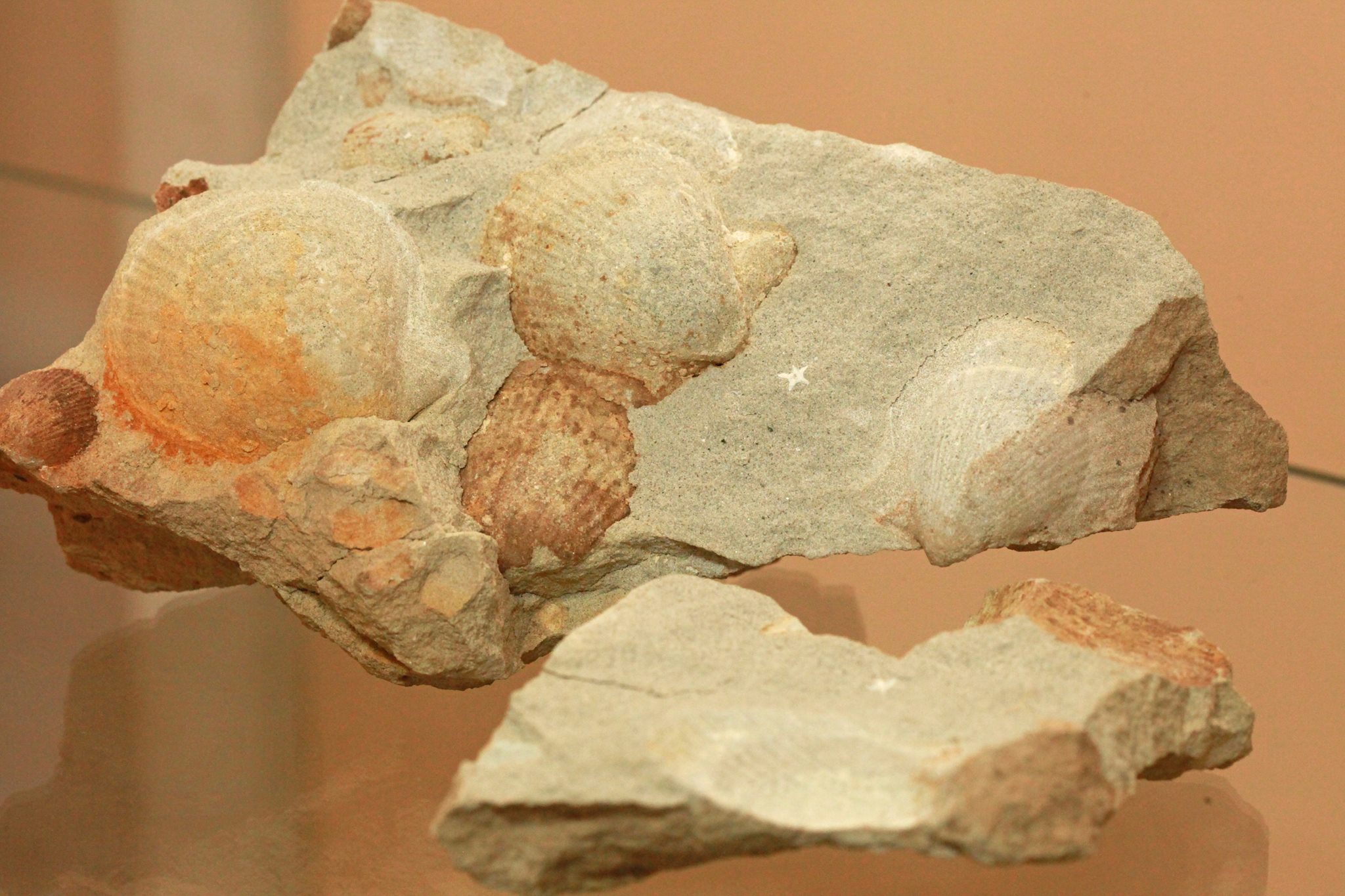 MUPAH – Museu Paleontológico,