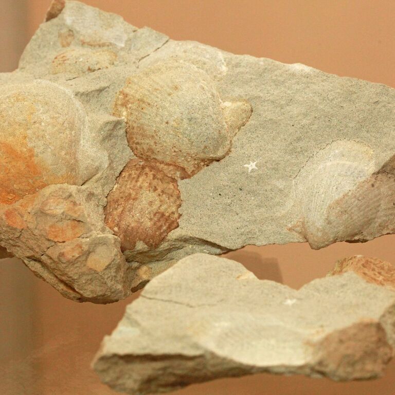 MUPAH – Museu Paleontológico,