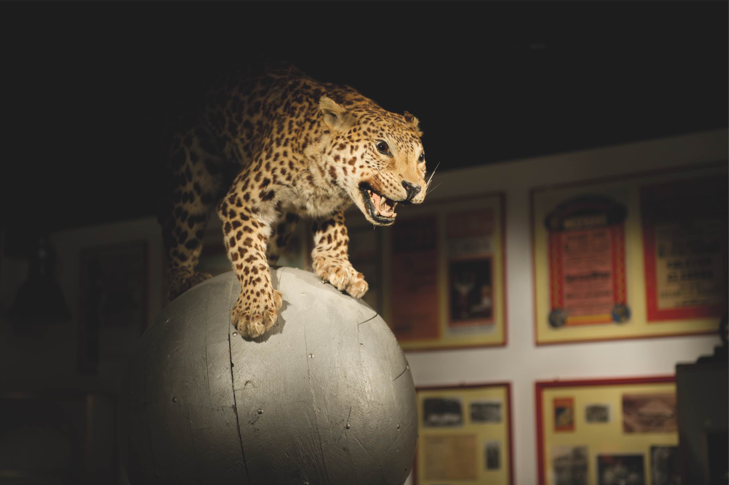 Circus and Clown Museum Vienna
