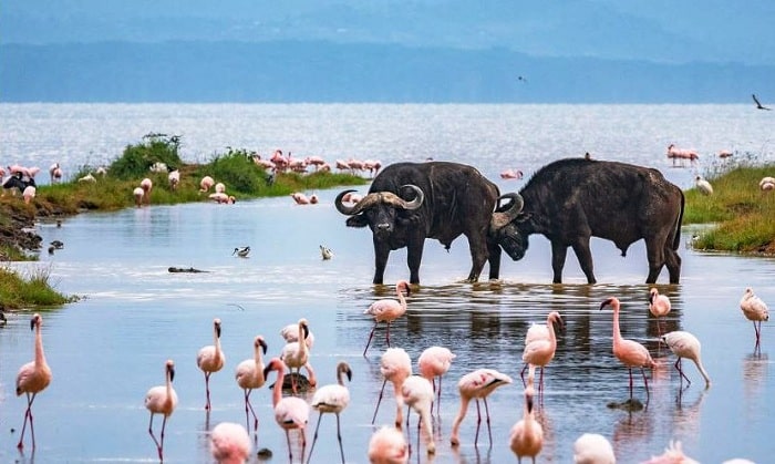 Skylane Safaris Ltd