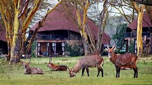Skylane Safaris Ltd