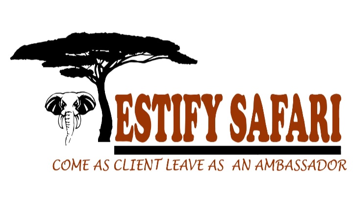 Testify safari