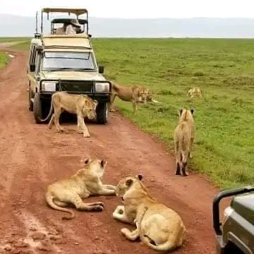Join African Savanna
