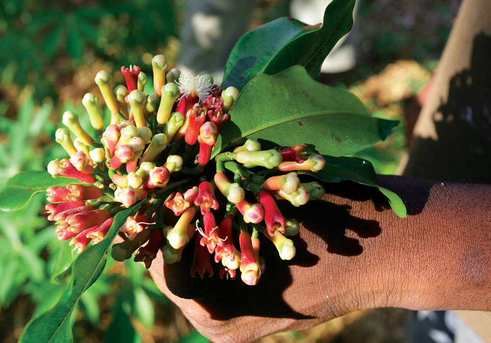 Zanzibar Spice and Herbs Tour