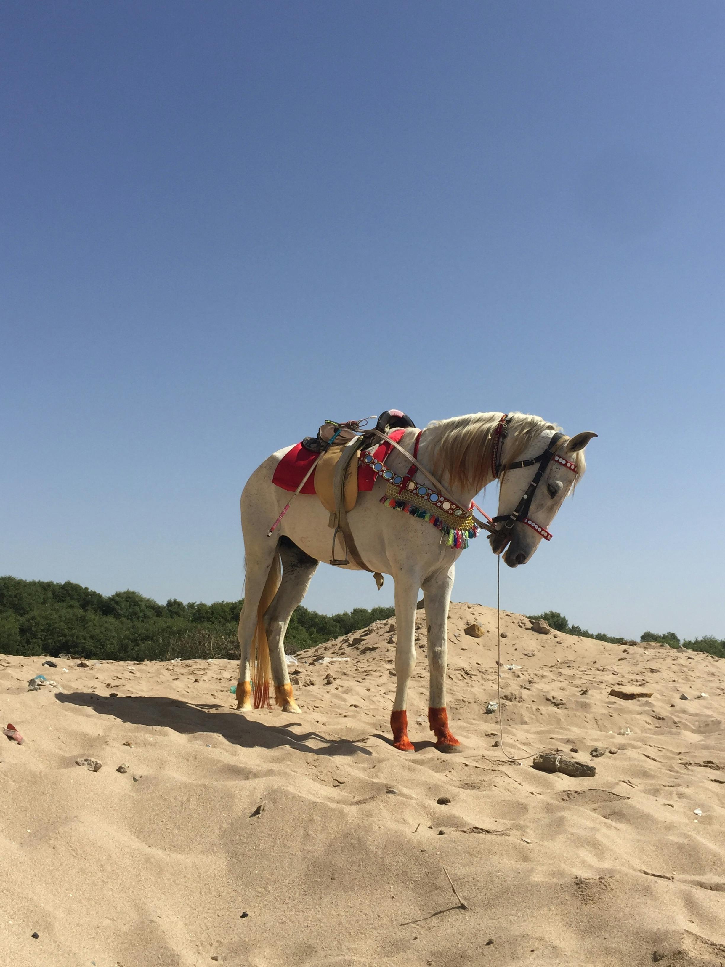 Horseback tour around the pyra