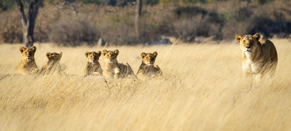 Supertime African Tours