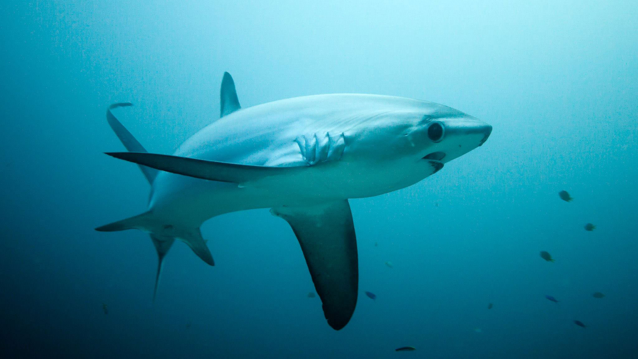 French Kiss Divers Malapascua