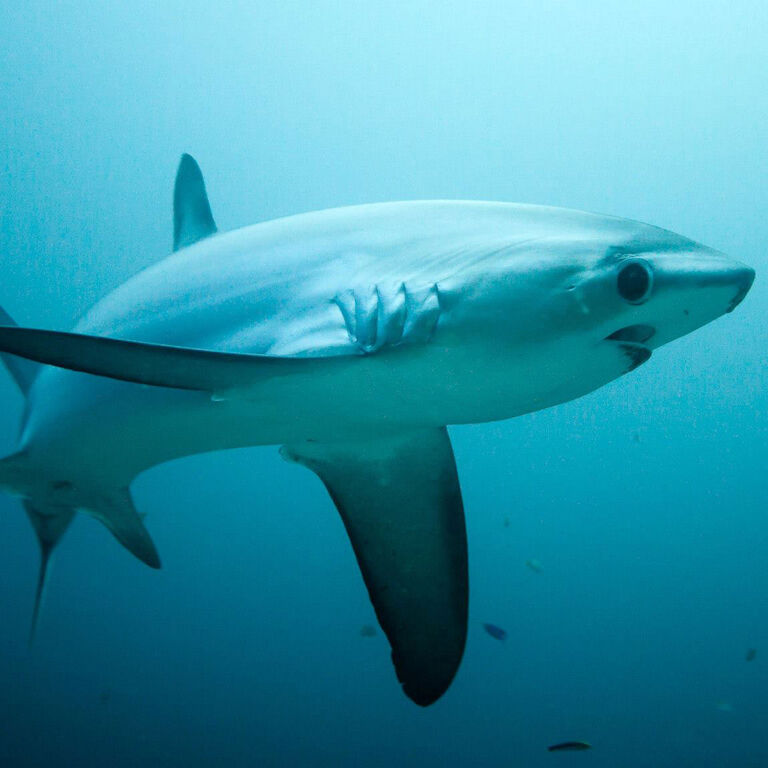 French Kiss Divers Malapascua