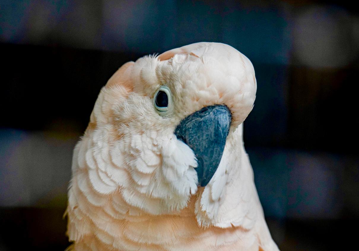 Fundación Maroparque