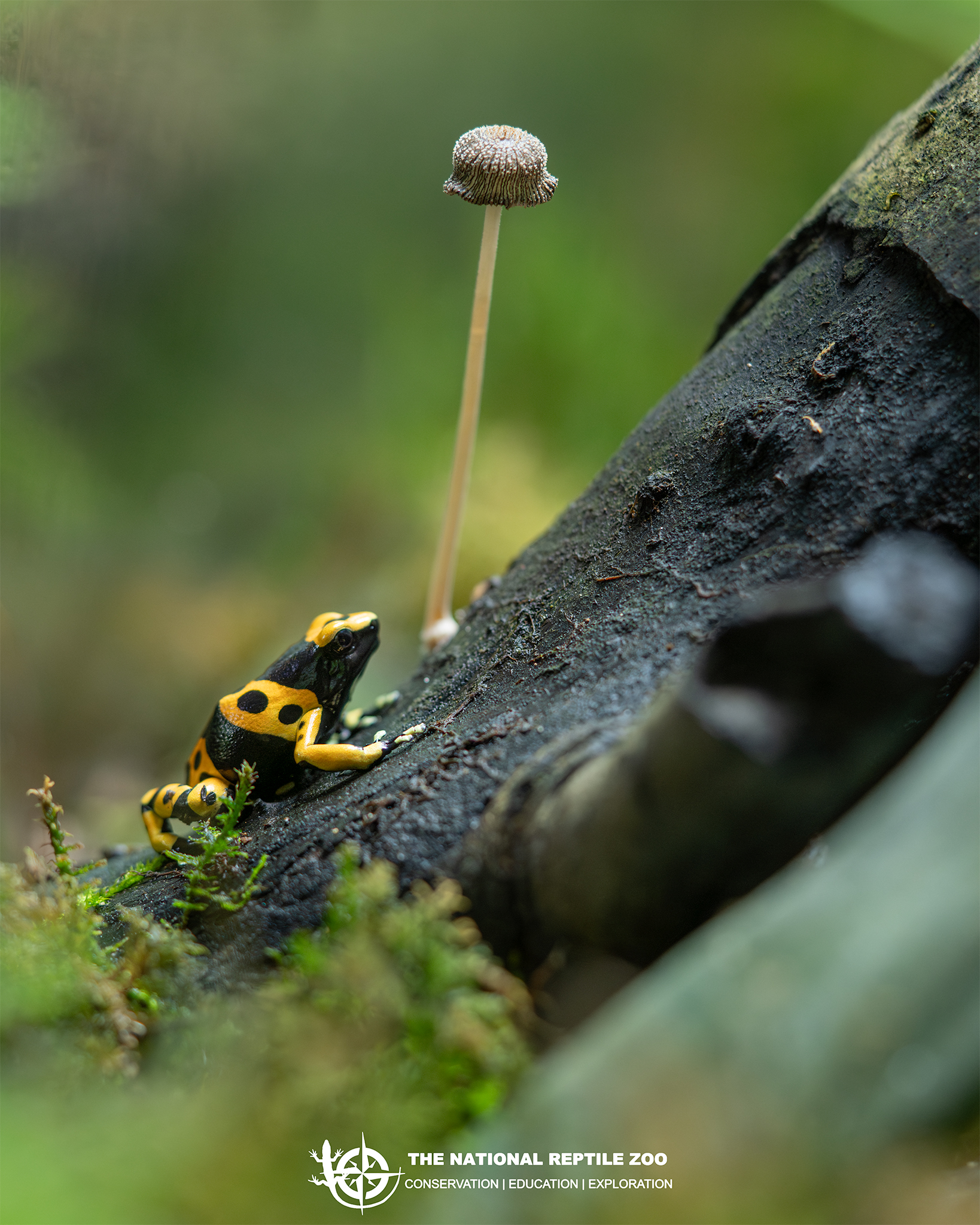 The National Reptile Zoo