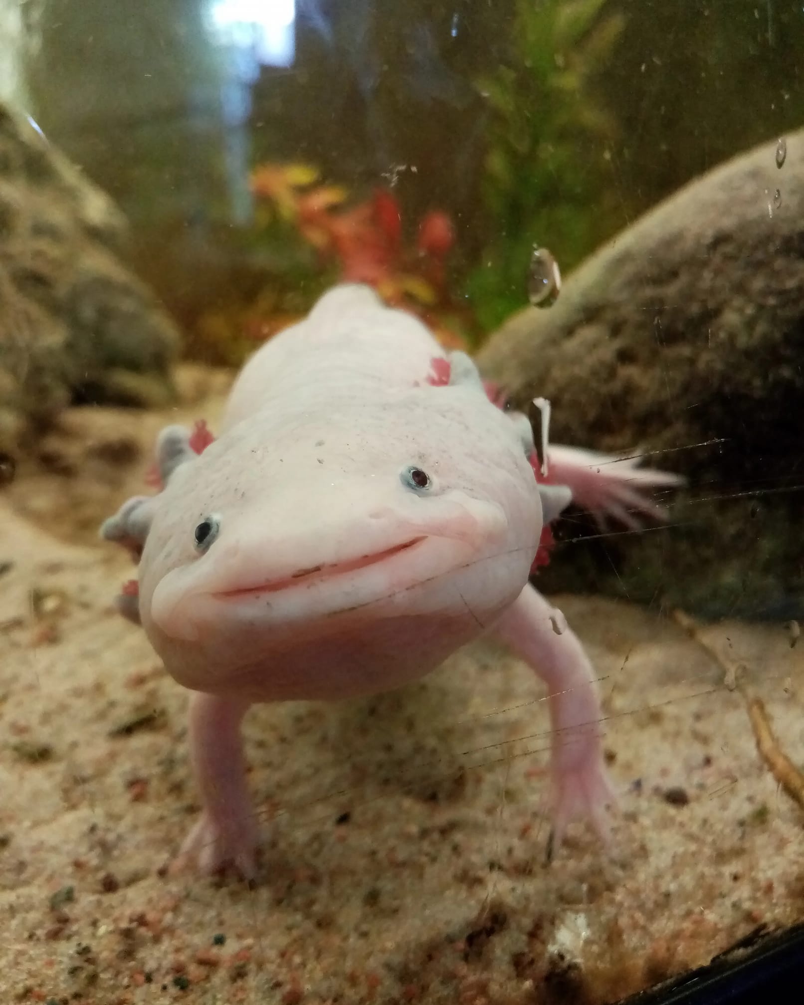 The National Reptile Zoo