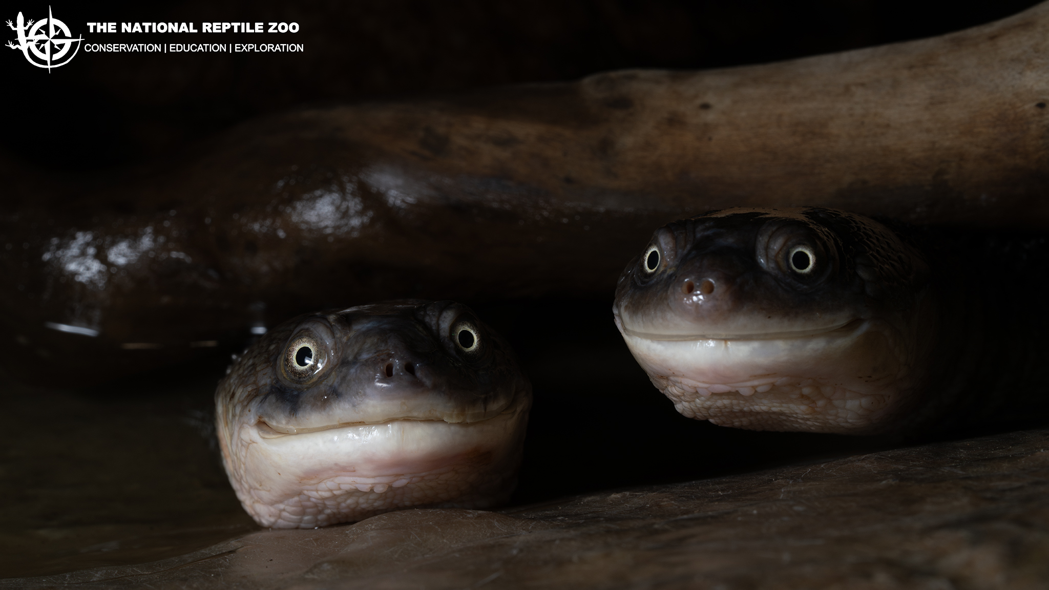 The National Reptile Zoo