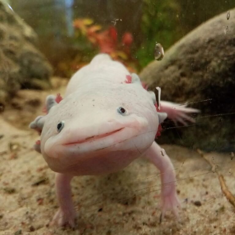 The National Reptile Zoo