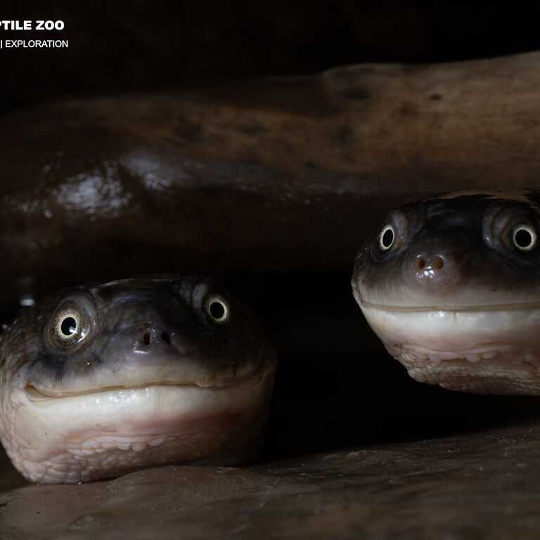 The National Reptile Zoo
