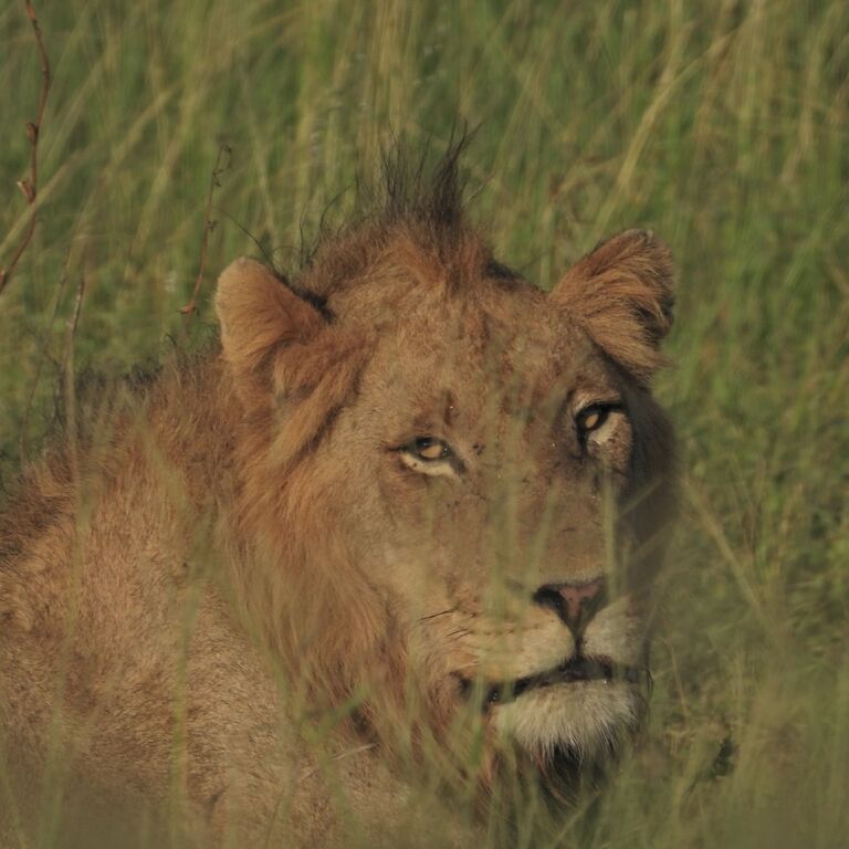 Fockema Tours South Africa