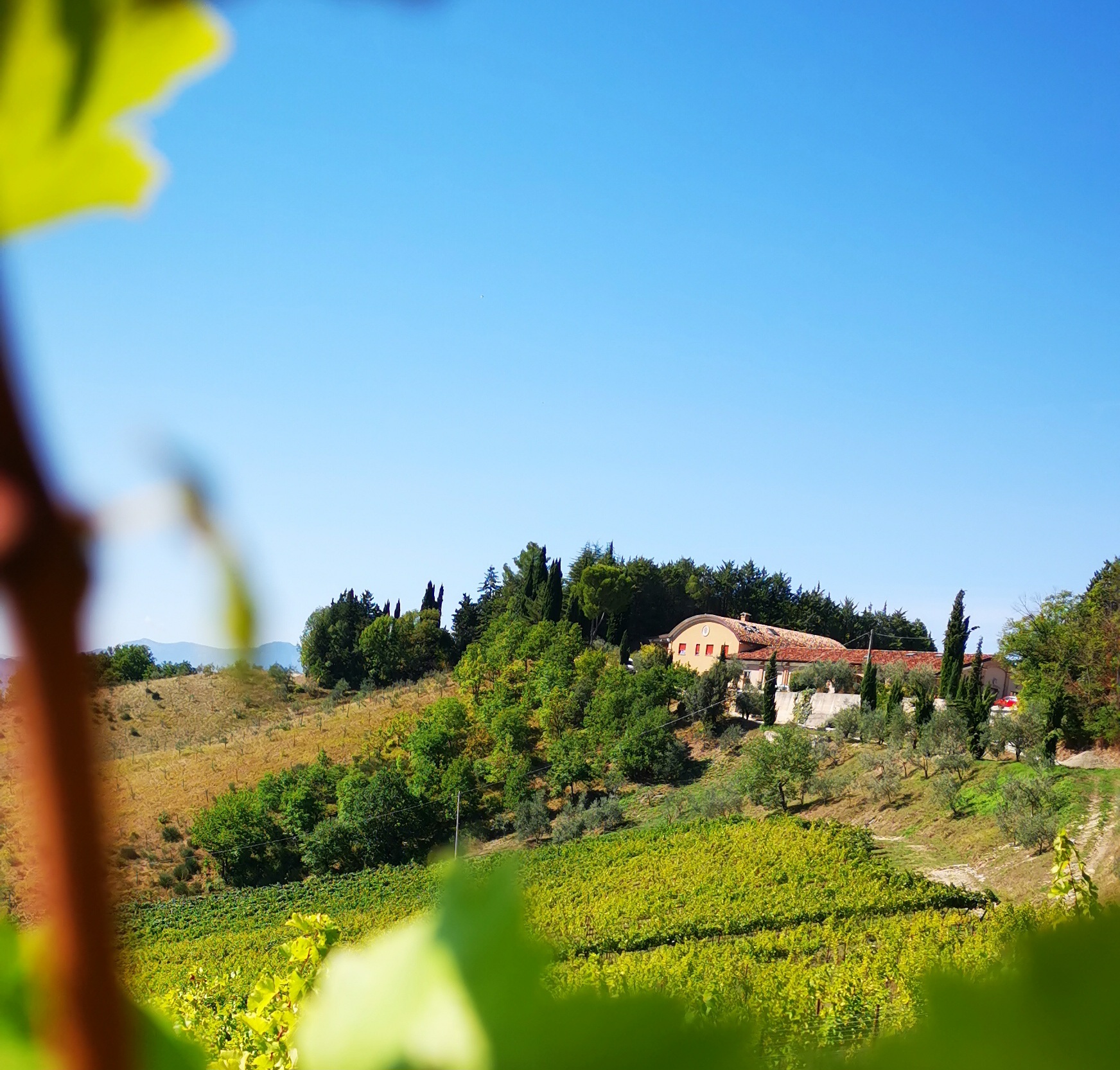 Tenuta Ca'Sciampagne