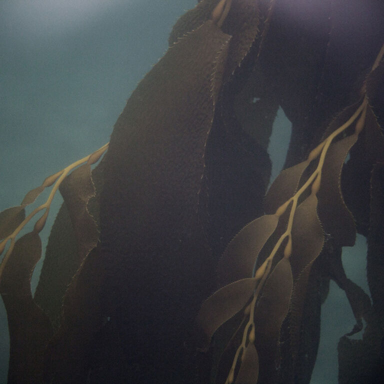 Selkie Snorkels