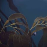 Selkie Snorkels