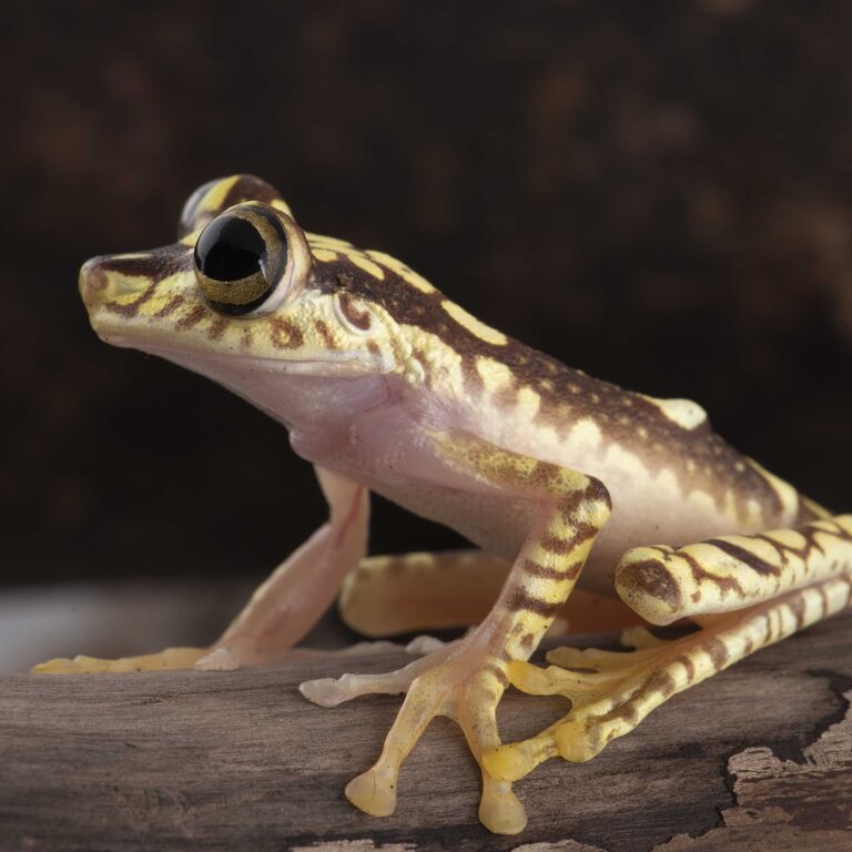 Wikiri Sapoparque