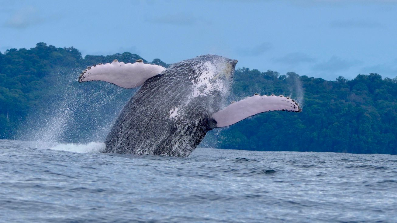 Coral Expeditions Costa Rica