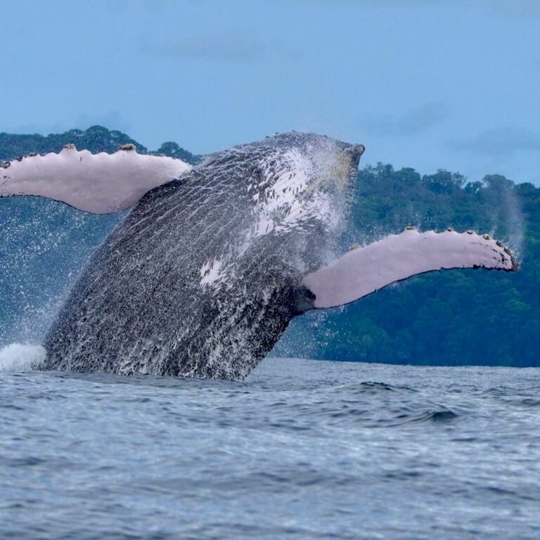 Coral Expeditions Costa Rica
