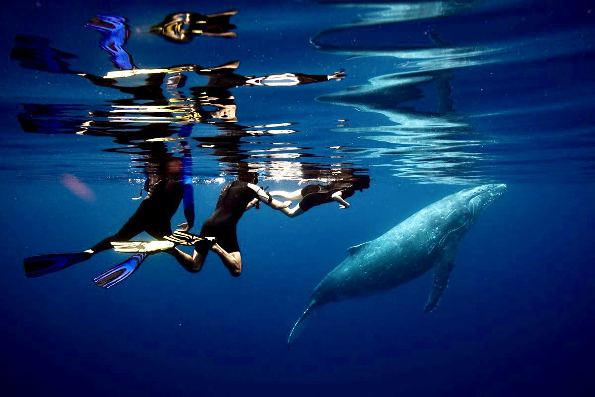 Explore Vava’u Whale Swim