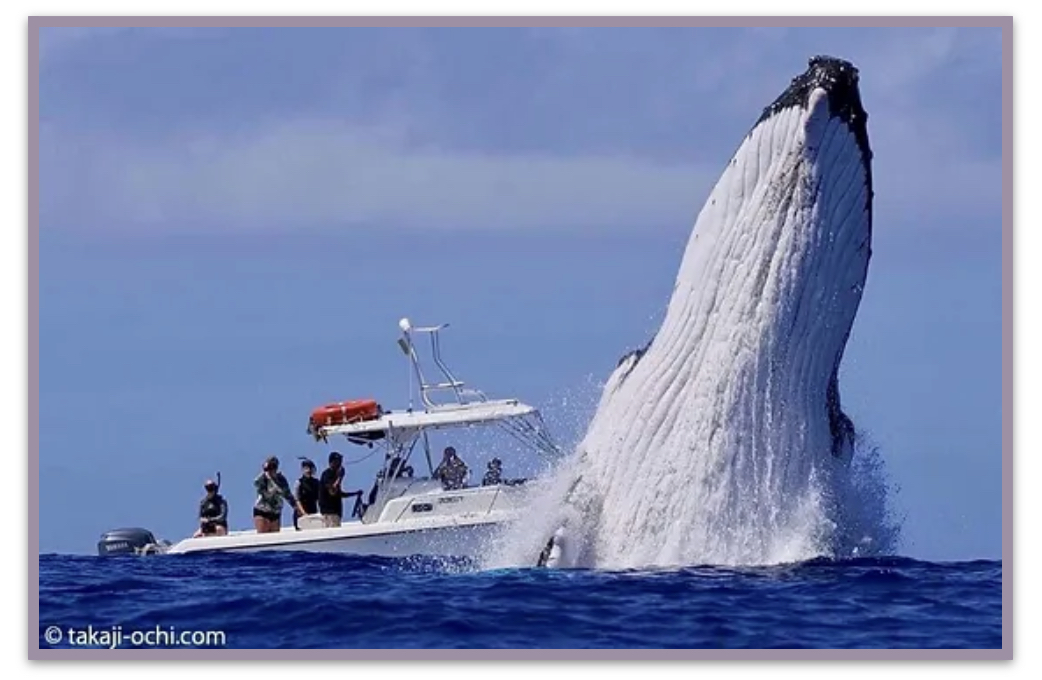 Explore Vava’u Whale Swim