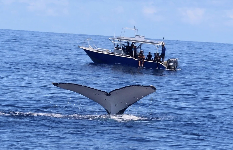 Explore Vava’u Whale Swim