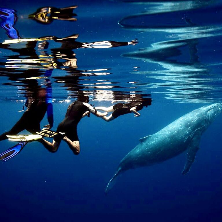 Explore Vava’u Whale Swim