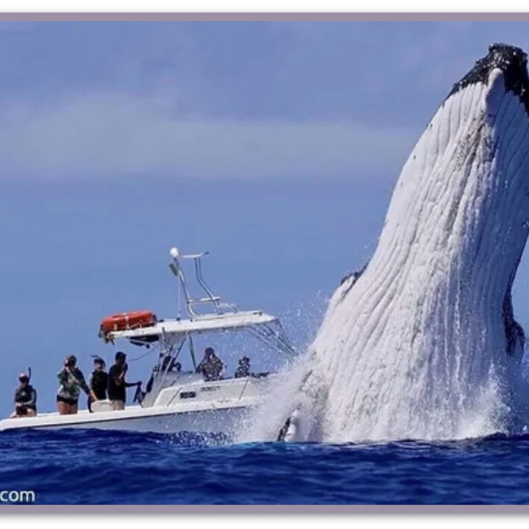Explore Vava’u Whale Swim