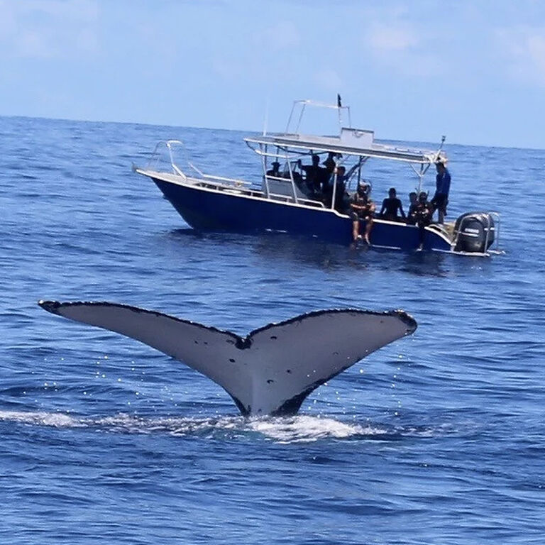Explore Vava’u Whale Swim