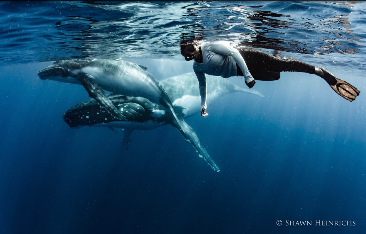 Explore Vava’u Whale Swim