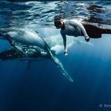Explore Vava’u Whale Swim