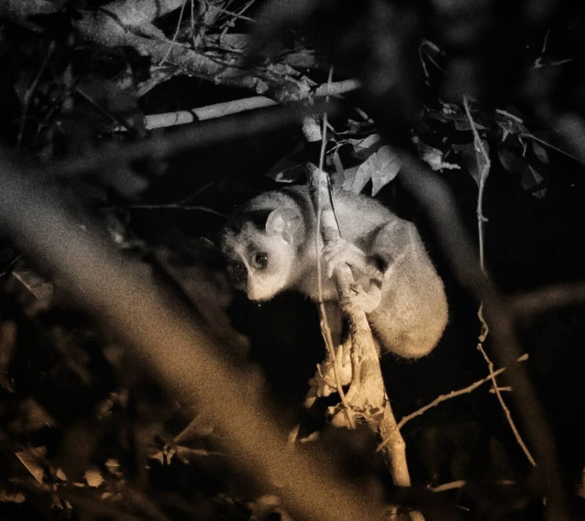 Classical Lanka Tours