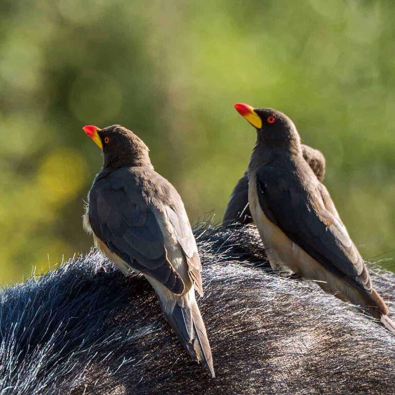 Nesta Tours Uganda