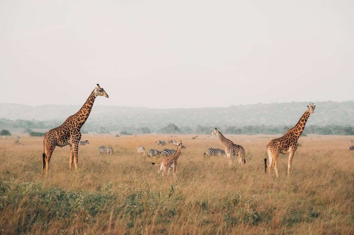 UNIQUE RWANDA VACATION EXPERTS