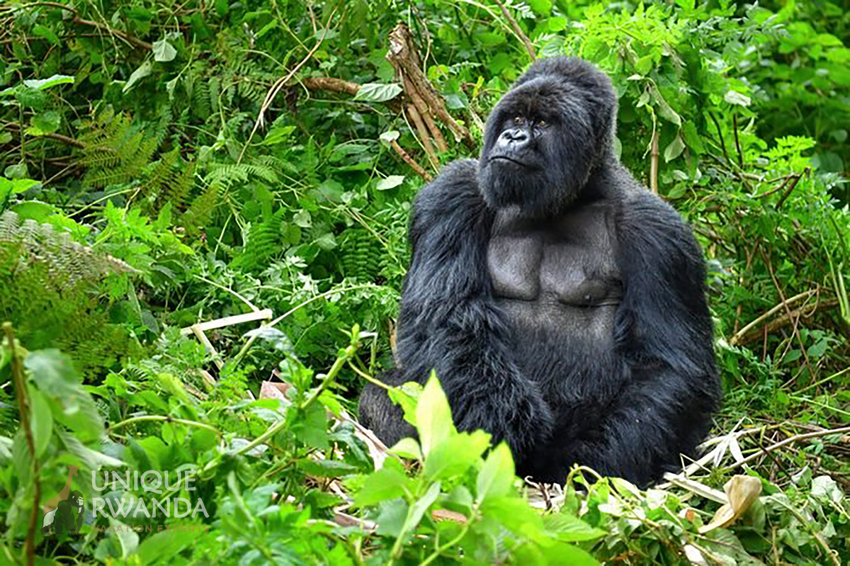 UNIQUE RWANDA VACATION EXPERTS