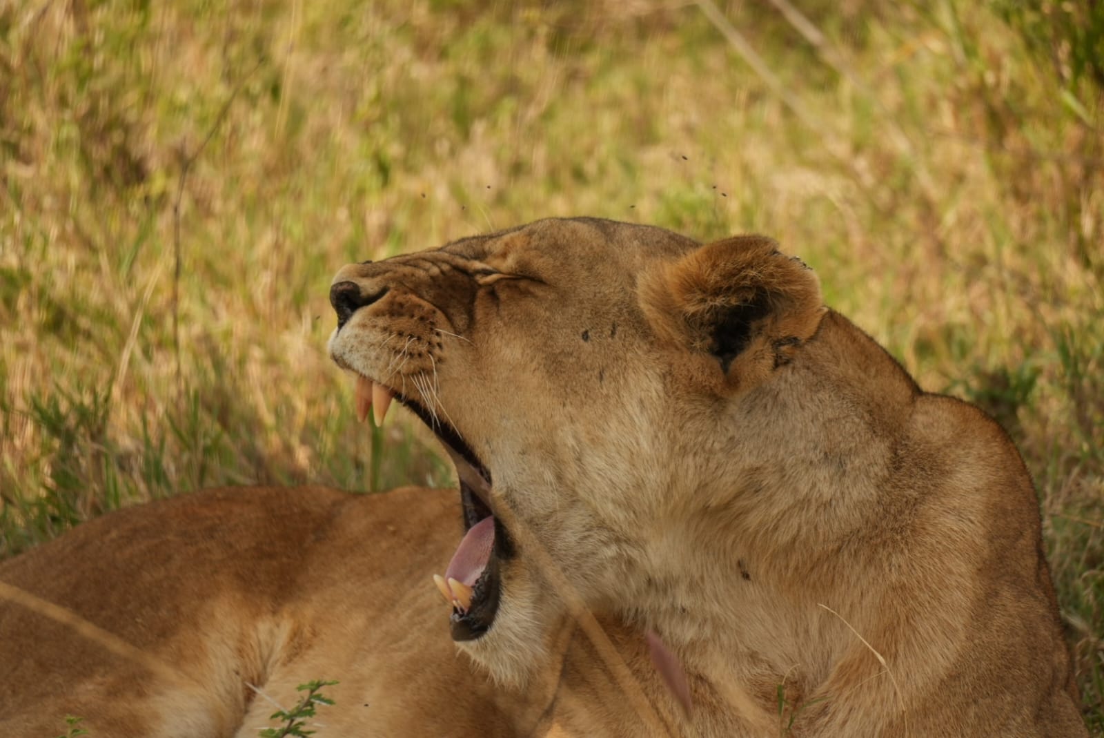 Special Moments Africa