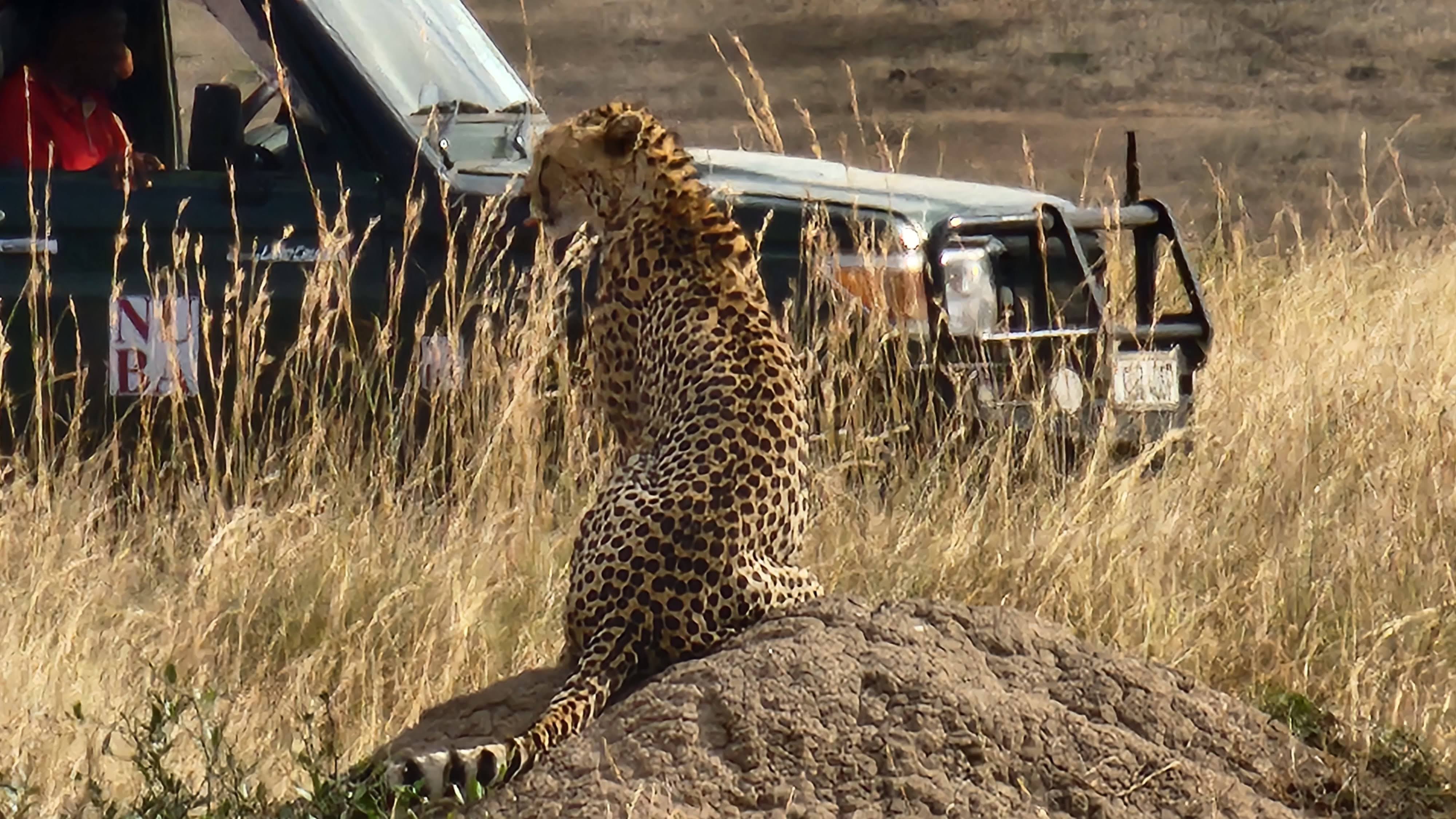 African Moose Tours & Safaris